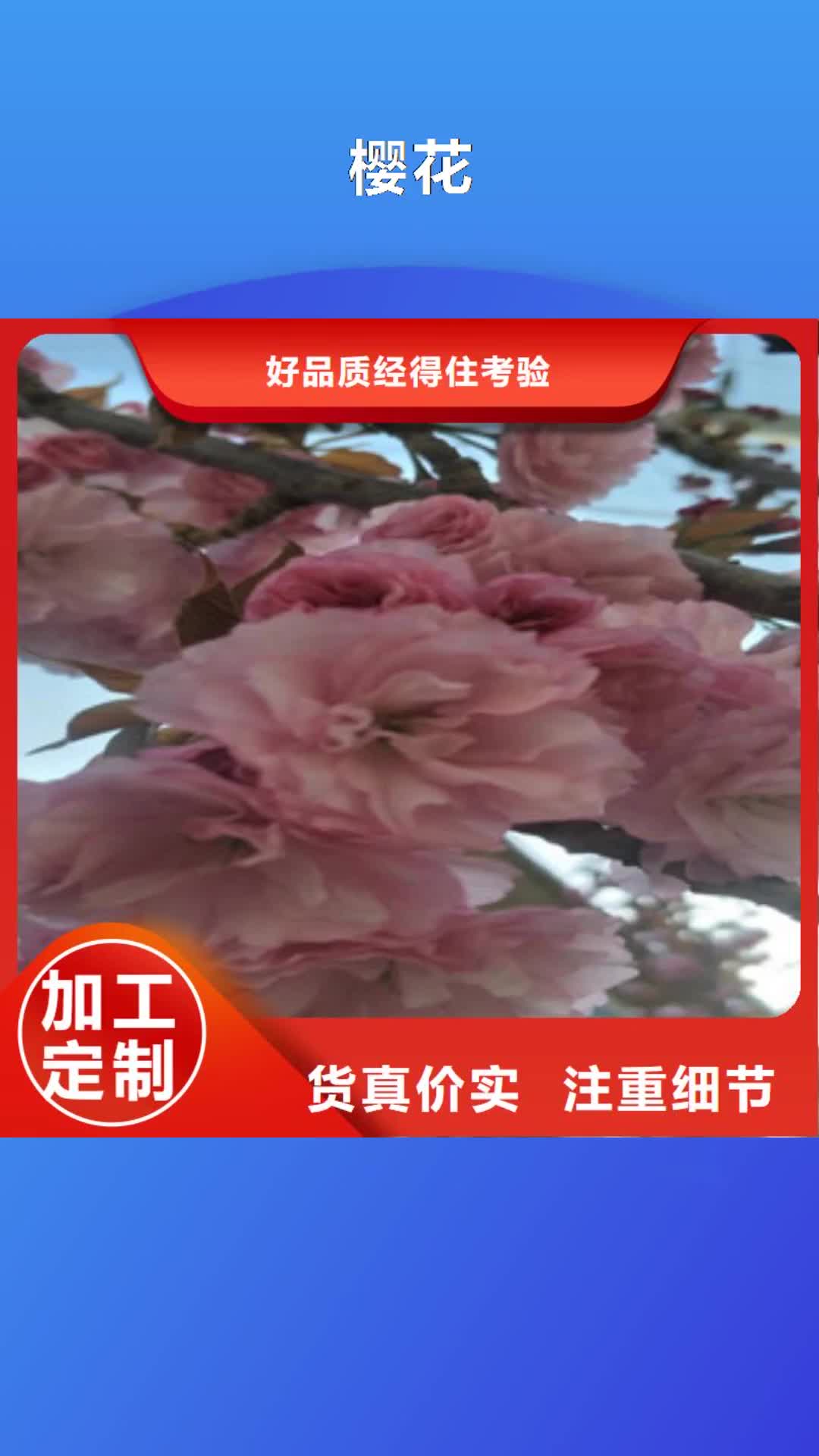 【凉山 樱花_樱桃苗精心推荐】