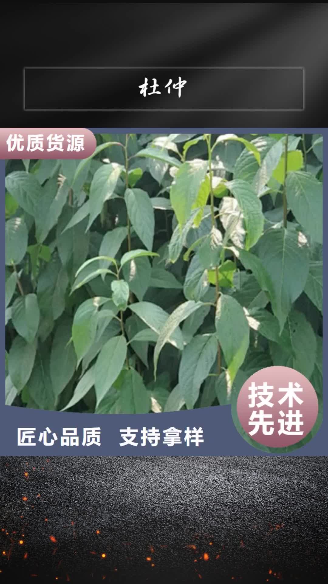 【商洛 杜仲核桃苗 樱花苗 长果桑树苗质量安全可靠】