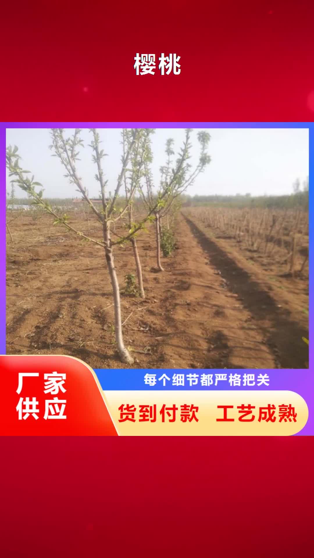 黔东南【樱桃】 桃树苗推荐厂家