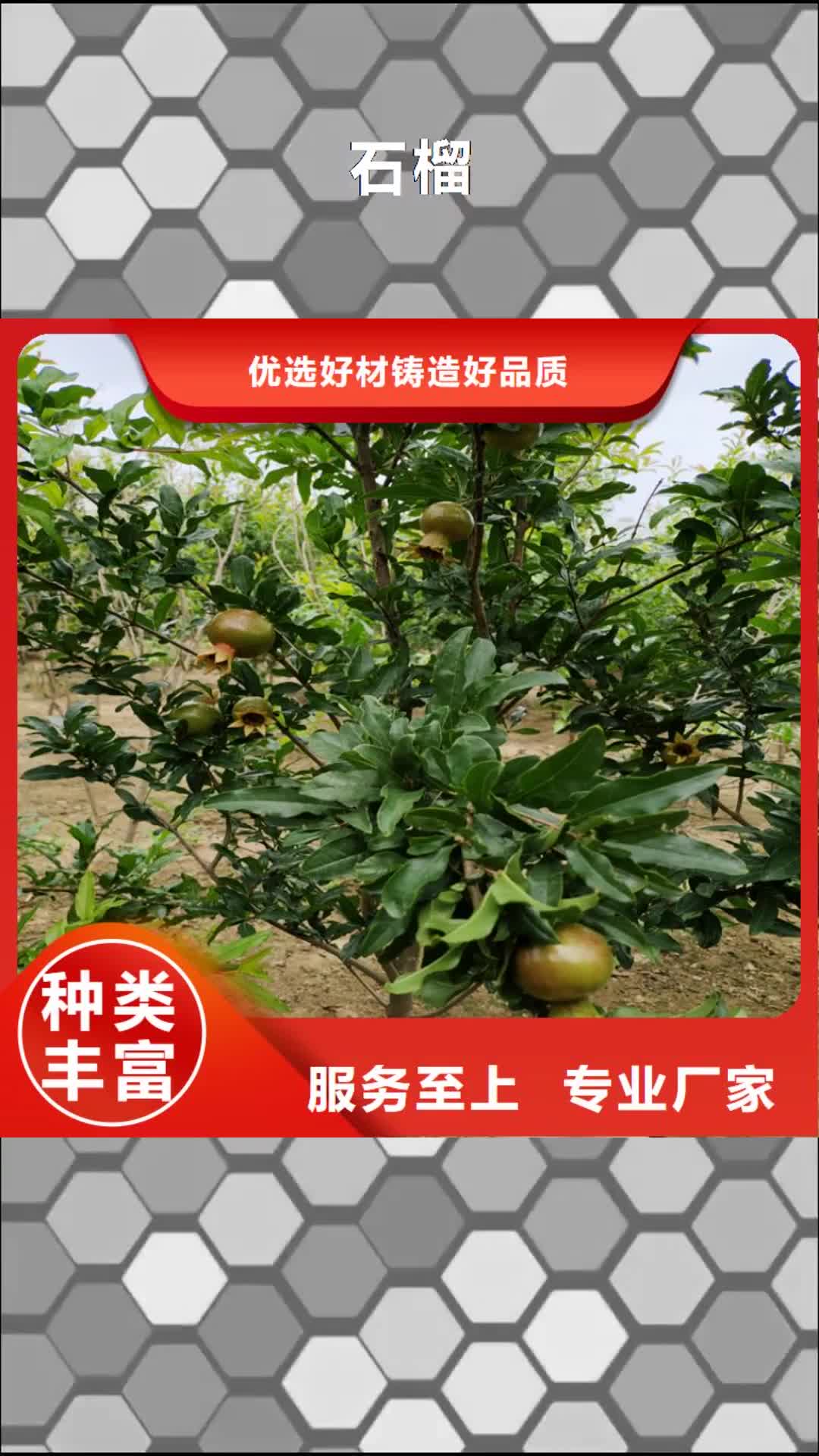 宣城 石榴【蓝莓苗】质量好