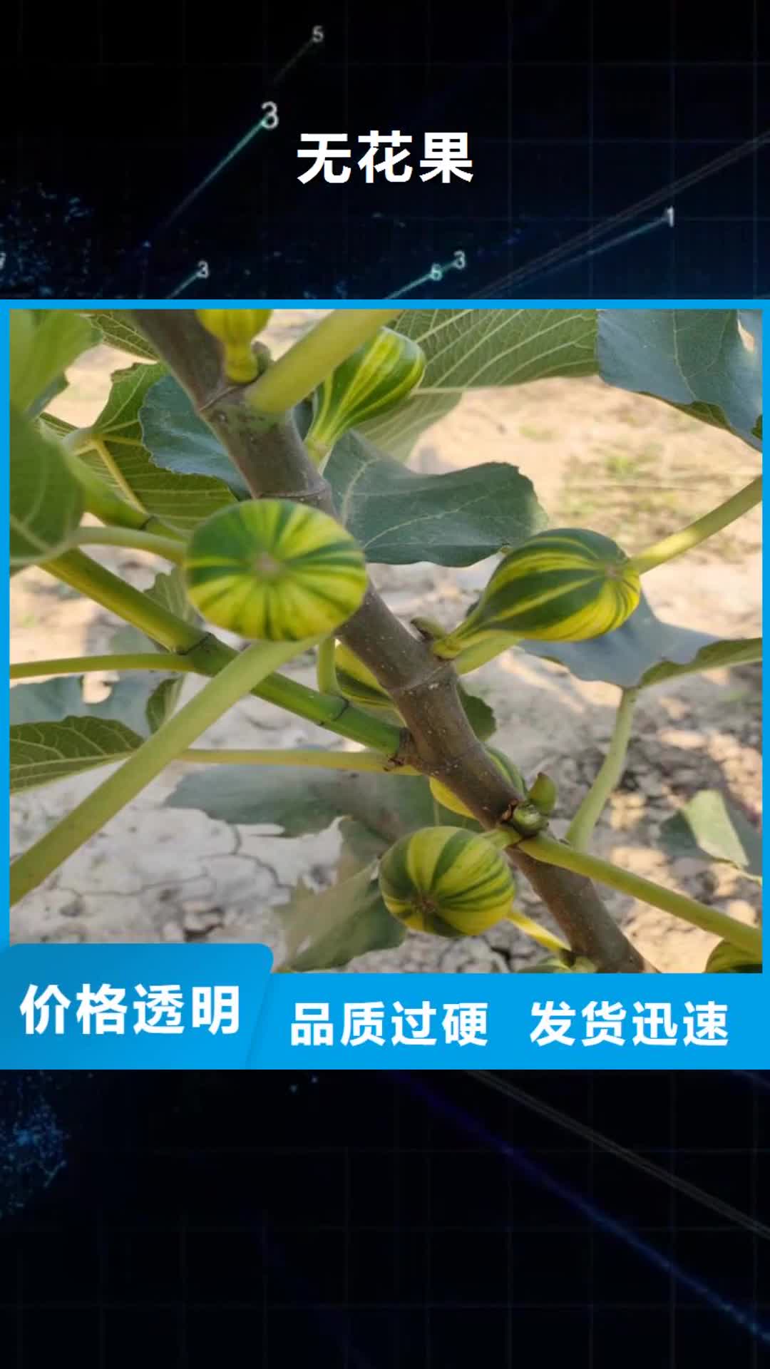 西安【无花果】_樱桃苗优质货源