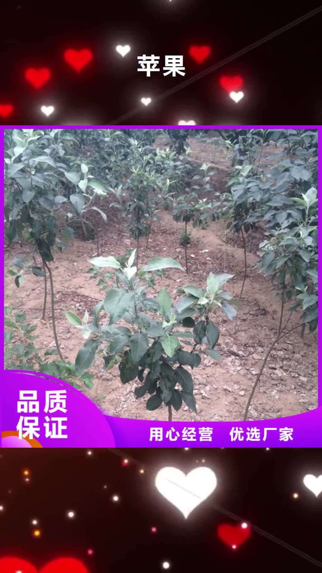 宣城 苹果_【黄瓜苗】甄选好物