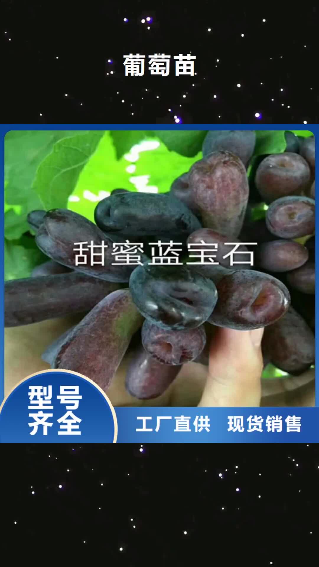 甘肃【葡萄苗】大棚草莓苗保障产品质量