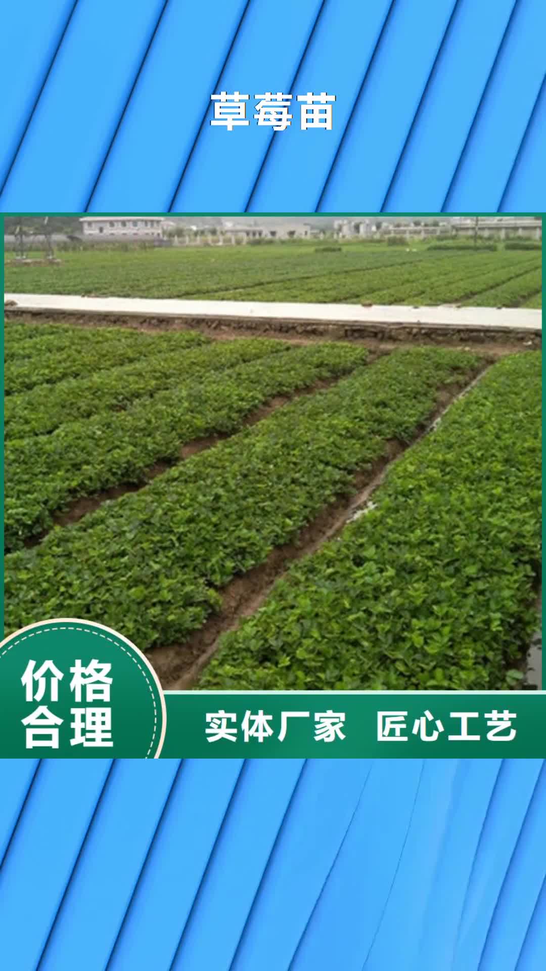 【衡阳 草莓苗-果树苗批发基地常年出售】